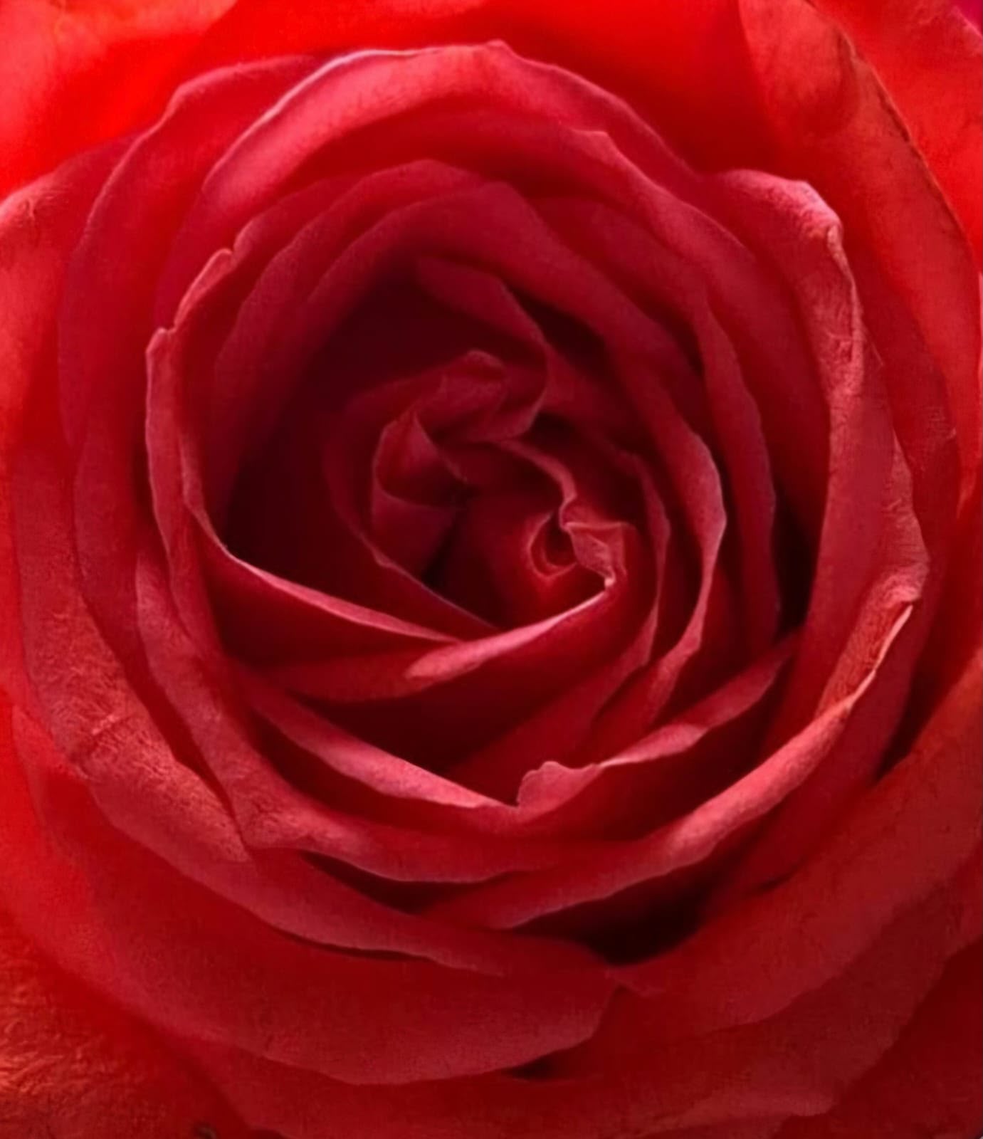 Rosa vermelha